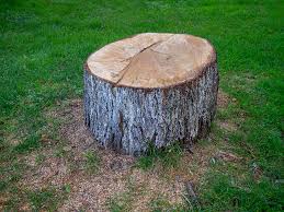 Best Tree Mulching  in North Terre Haute, IN