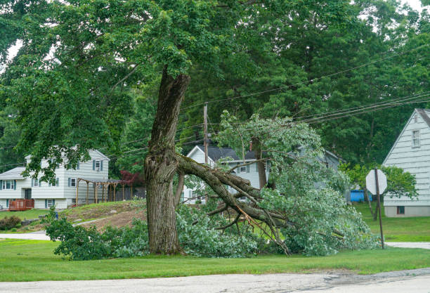 Best Tree Maintenance Programs  in North Terre Haute, IN